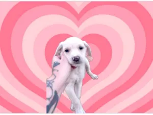 Cachorro raça SRD-ViraLata idade 2 a 6 meses nome Neve bb2meses lindo porte Pequeno 