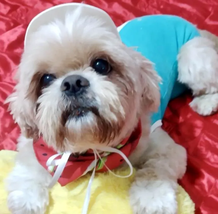 Cachorro ra a Shitzu idade 2 anos nome Duque 