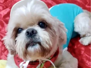 Cachorro raça Shitzu idade 2 anos nome Duque 