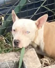 Eros 