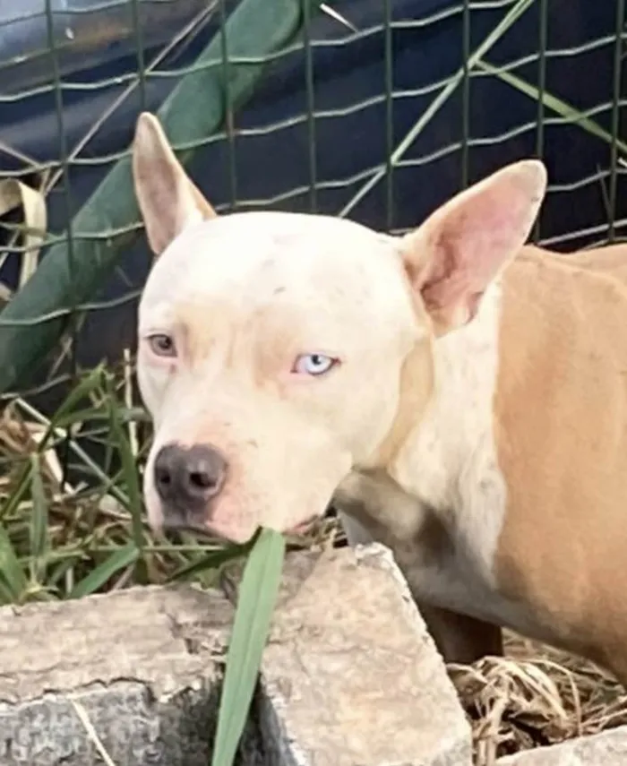 Cachorro ra a Pit-Bull idade 7 a 11 meses nome Eros 