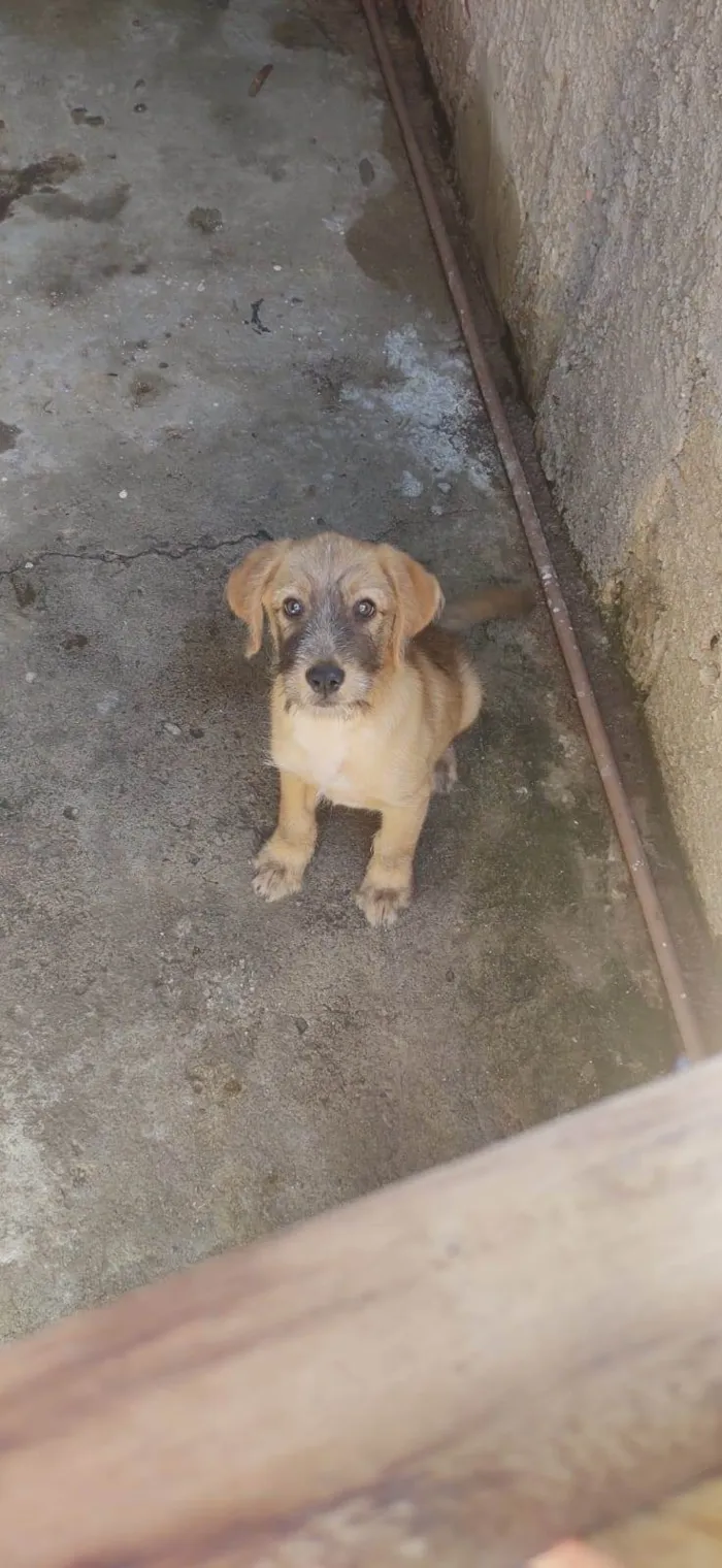 Cachorro ra a Não sei informar  idade 2 a 6 meses nome Spaik