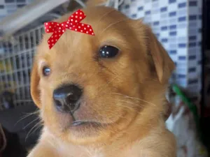 Cachorro raça Mestica  idade Abaixo de 2 meses nome Mel 