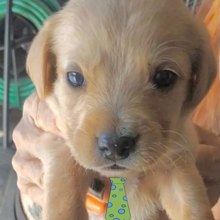 Cachorro ra a Mestico  idade Abaixo de 2 meses nome Marley 