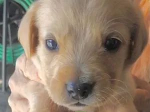 Cachorro raça Mestico  idade Abaixo de 2 meses nome Marley 