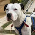 Duke 