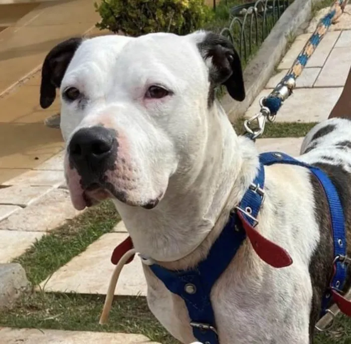 Cachorro ra a Pit-Bull idade 2 a 6 meses nome Duke 