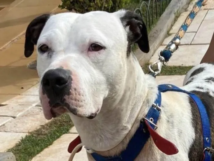 Cachorro ra a Pit-Bull idade 2 a 6 meses nome Duke 