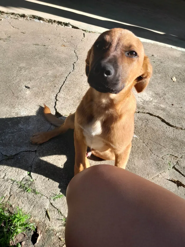 Cachorro ra a SRD-ViraLata idade 2 a 6 meses nome Fred