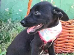 Cachorro raça SRD-ViraLata idade 7 a 11 meses nome TAZ