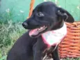 TAZ
