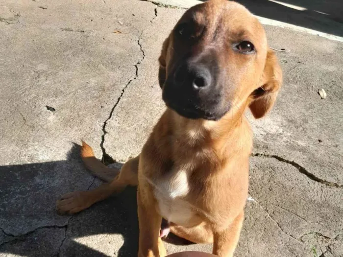 Cachorro ra a SRD-ViraLata idade 2 a 6 meses nome Fred