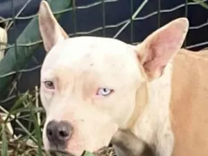 Cachorro raça Pit-Bull idade 7 a 11 meses nome Eros 
