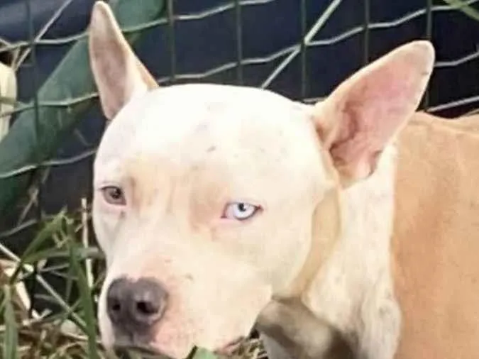 Cachorro ra a Pit-Bull idade 7 a 11 meses nome Eros 
