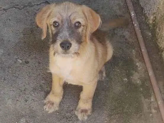 Cachorro ra a Não sei informar  idade 2 a 6 meses nome Spaik