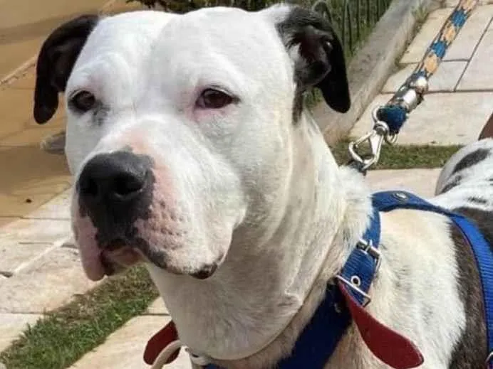Cachorro ra a Pit-Bull idade 2 a 6 meses nome Duke 