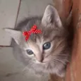 Susi 
