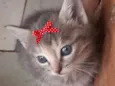 Susi 