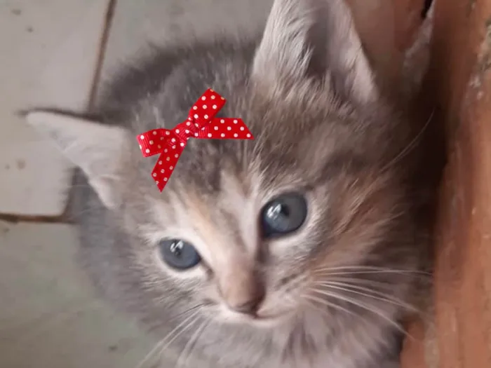 Gato ra a Mestica  idade Abaixo de 2 meses nome Susi 