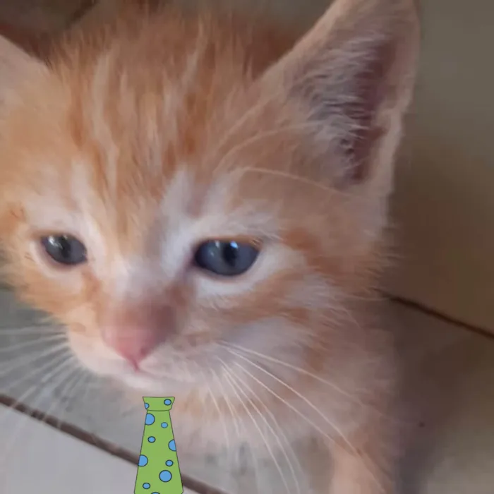 Gato ra a Mestico  idade Abaixo de 2 meses nome Pingo 