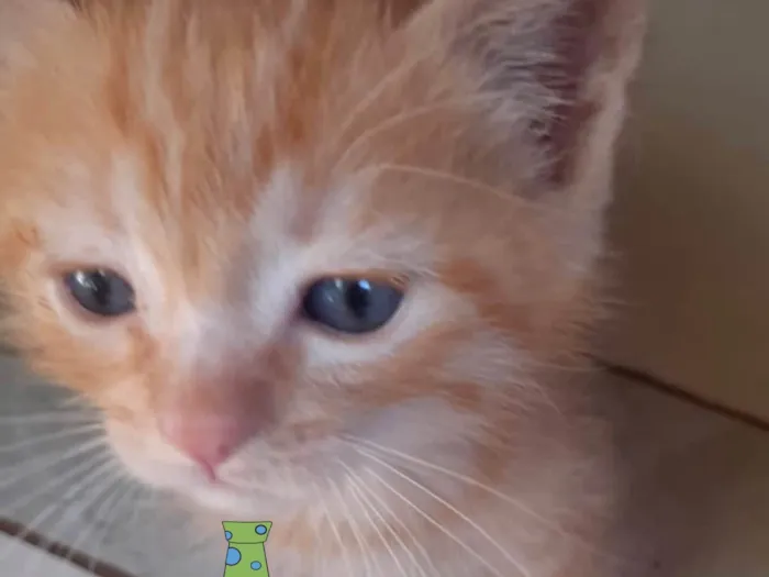 Gato ra a Mestico  idade Abaixo de 2 meses nome Pingo 