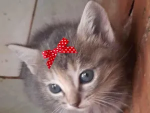 Gato raça Mestica  idade Abaixo de 2 meses nome Susi 