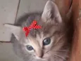 Susi