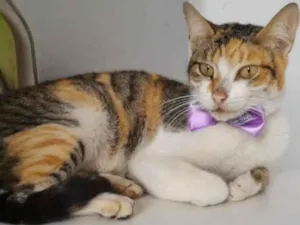 Gato raça SRD-ViraLata idade 1 ano nome TRICOLOR FÊMEA