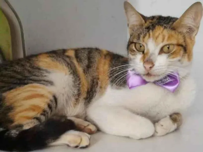 Gato raça SRD-ViraLata idade 1 ano nome TRICOLOR FÊMEA