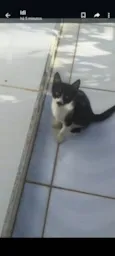 Teimoso Dengoso