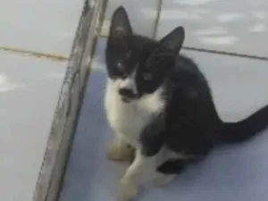 Gato raça gato idade 2 a 6 meses nome Teimoso Dengoso