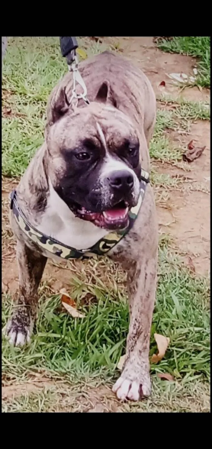 Cachorro ra a Pit-Bull idade 1 ano nome Tigre