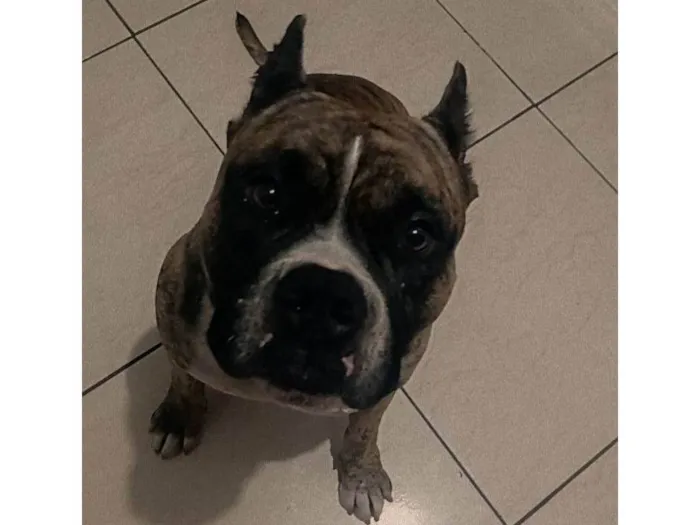 Cachorro ra a Pit-Bull idade 1 ano nome Tigre