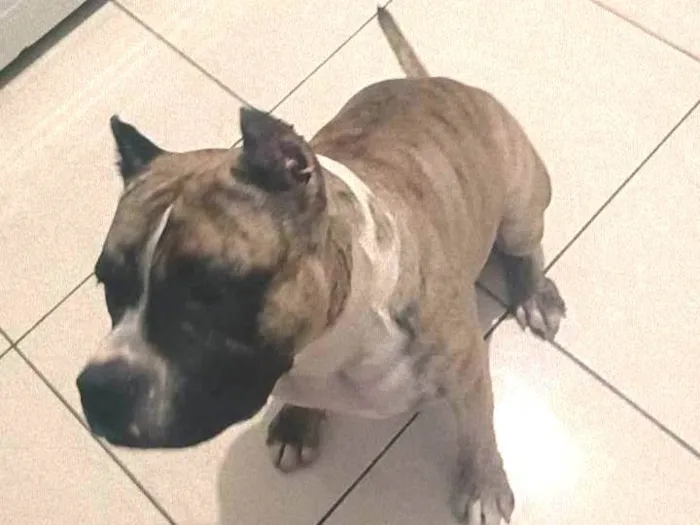Cachorro ra a Pit-Bull idade 1 ano nome Tigre