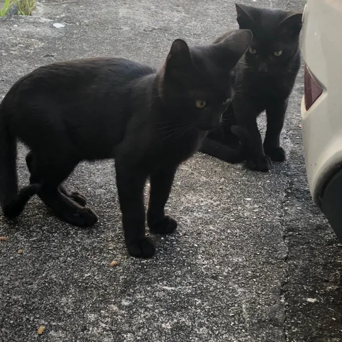 Gato ra a SRD-ViraLata idade 7 a 11 meses nome Magicos 
