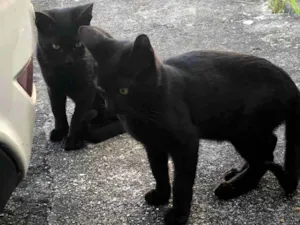 Gato raça SRD-ViraLata idade 7 a 11 meses nome Magicos 