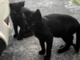 Magicos 