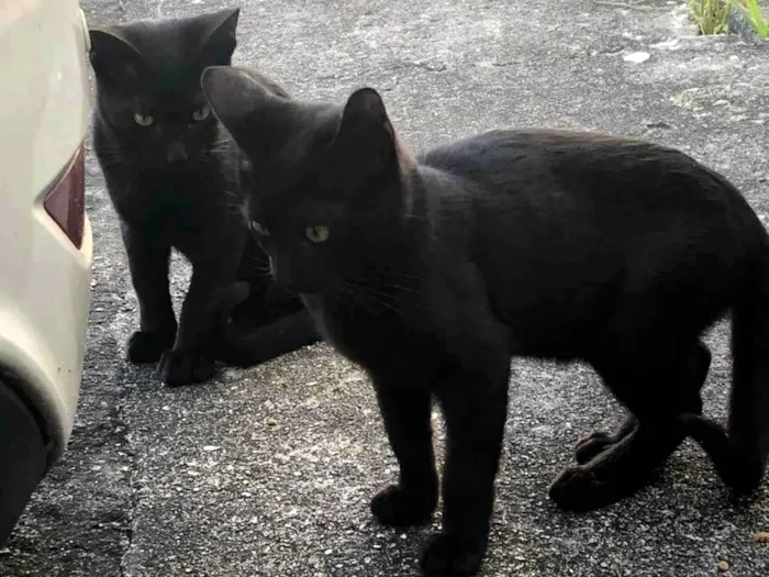 Gato ra a SRD-ViraLata idade 7 a 11 meses nome Magicos 