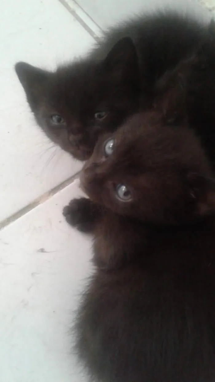 Gato ra a SRD-ViraLata idade 2 a 6 meses nome 3 pretinhos