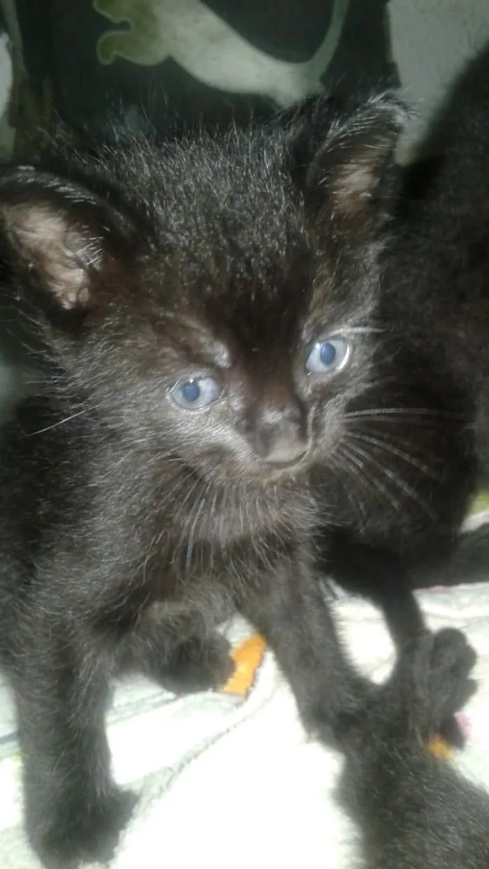 Gato ra a SRD-ViraLata idade 2 a 6 meses nome 3 pretinhos