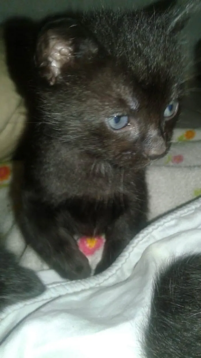 Gato ra a SRD-ViraLata idade 2 a 6 meses nome 3 pretinhos