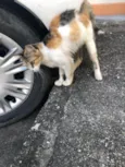 Doçura 