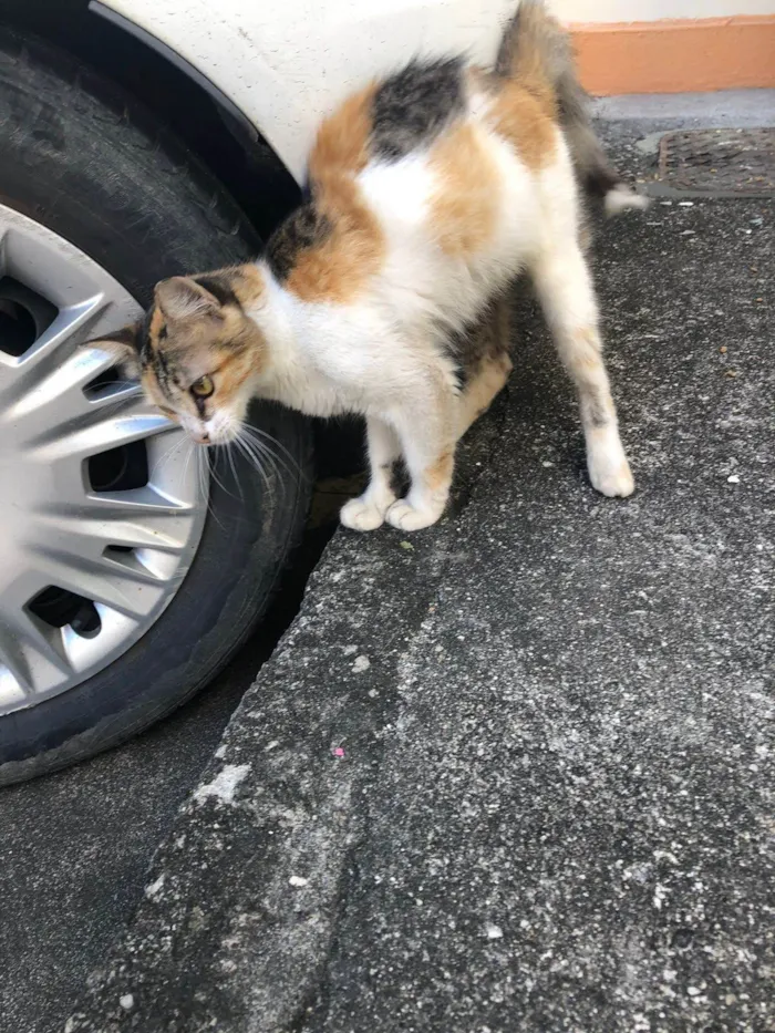 Gato ra a SRD-ViraLata idade 7 a 11 meses nome Doçura 