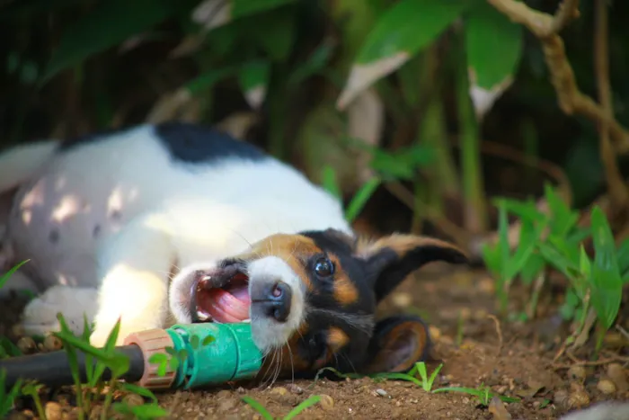 Cachorro raça SRD-ViraLata idade 2 a 6 meses nome Bob