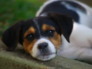 Cachorro raça SRD-ViraLata idade 2 a 6 meses nome Bob