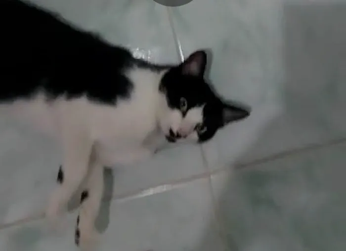 Gato ra a SRD-ViraLata idade 7 a 11 meses nome Mario