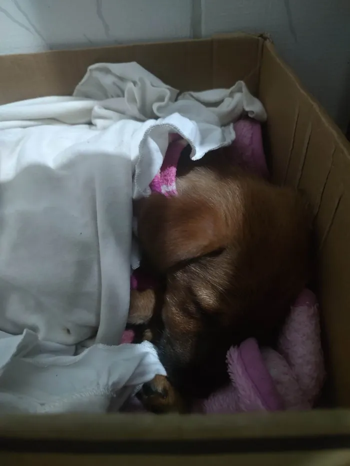 Cachorro ra a SRD- Duas raças  idade 2 a 6 meses nome Luna