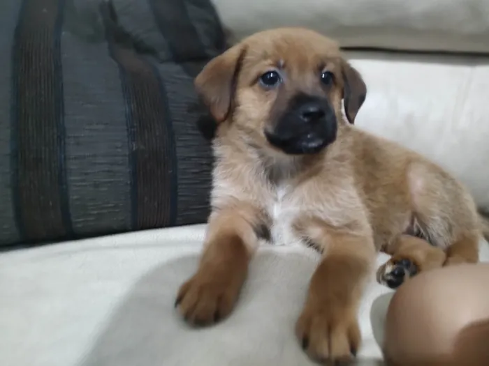 Cachorro ra a SRD- Duas raças  idade 2 a 6 meses nome Luna