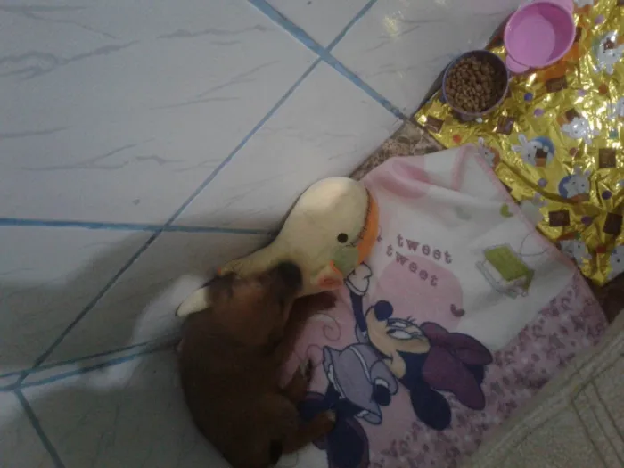 Cachorro ra a SRD- Duas raças  idade 2 a 6 meses nome Luna