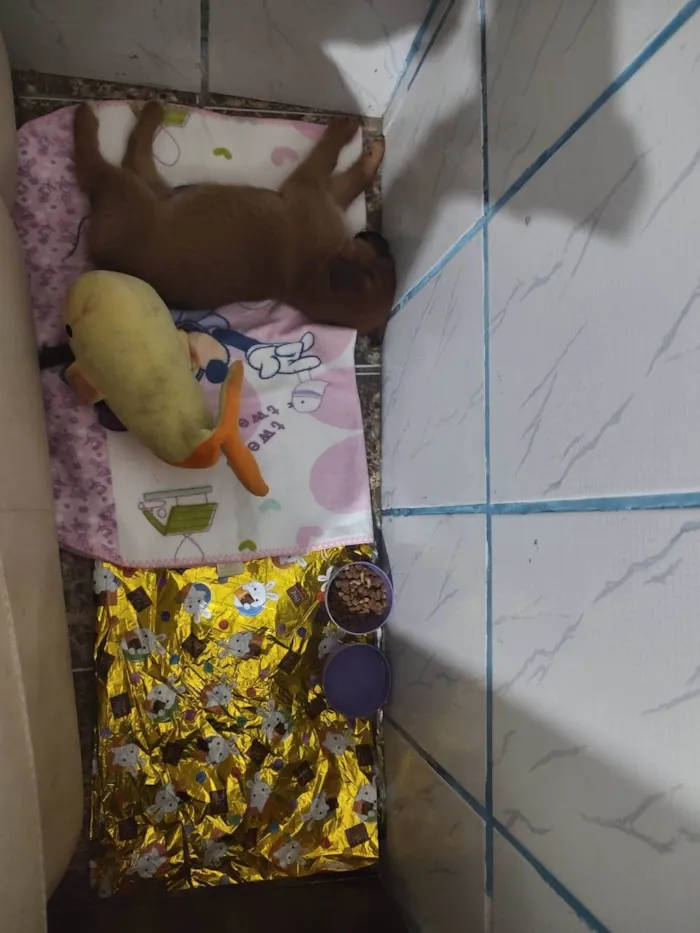 Cachorro ra a SRD- Duas raças  idade 2 a 6 meses nome Luna